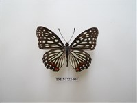 藏品(紅星脈蛺蝶)的圖片